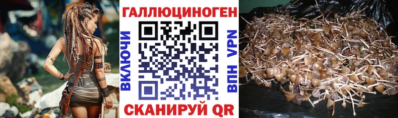 Псилоцибиновые грибы Psilocybe  shop наркотические препараты  Зубцов 